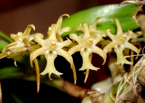Tridactyle bicaudata