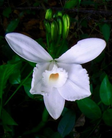 Vanilla roscheri
