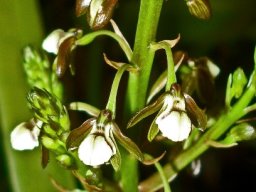 Acrolophia cochlearis