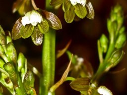 Acrolophia cochlearis nodding flowers, erect buds