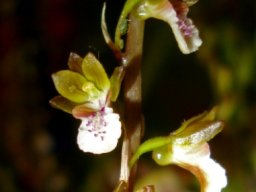 Acrolophia micrantha