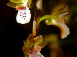 Acrolophia micrantha flowers at angles