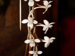 Aerangis mystacidii