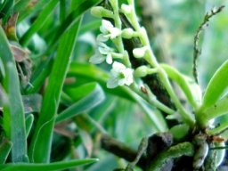Angraecum chamaeanthus