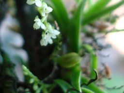 Angraecum chamaeanthus flowers