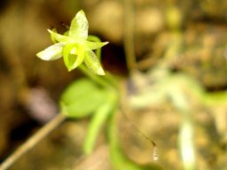 Angraecum sacciferum flower