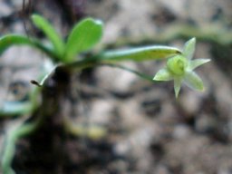 Angraecum sacciferum