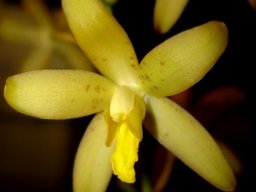 Ansellia africana hardly marked