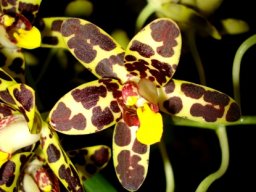 Ansellia africana dark markings