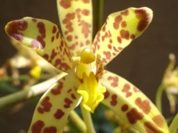 Ansellia africana pale markings