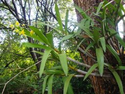 Ansellia africana