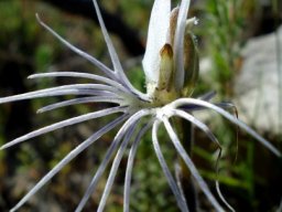 Bartholina burmanniana flower
