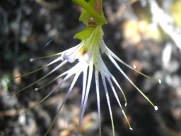 Bartholina etheliae in renosterveld shade