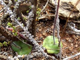 Bartholina etheliae leaf