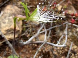 Bartholina etheliae flower profile