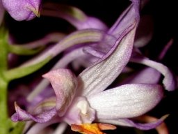 Calanthe sylvatica flowers