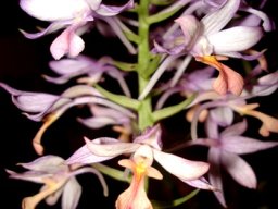 Calanthe sylvatica