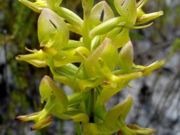Ceratandra atrata inflorescence