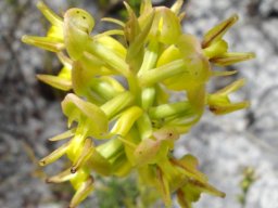 Ceratandra atrata, lets do the twist!