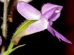 Cynorkis kassneriana flower
