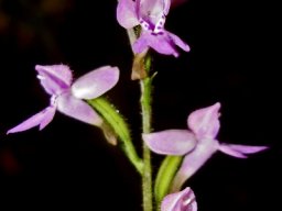 Cynorkis kassneriana lax inflorescence