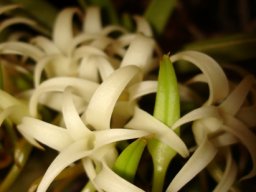 Cyrtorchis arcuata flowers