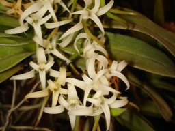 Cyrtorchis arcuata