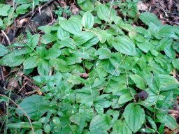 Liparis bowkeri leaves