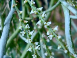 Microcoelia exilis flowers