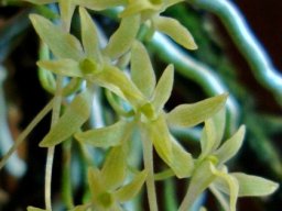 Mystacidium gracile flowers