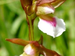 Neobolusia tysonii flower