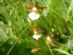 Neobolusia tysonii 