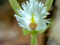 Nervilia crociformis fleshy sepals