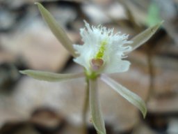 Nervilia crociformis lip fingers