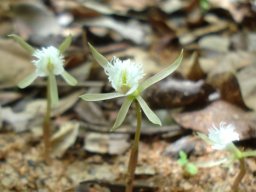Nervilia crociformis