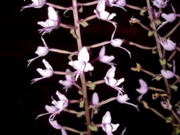 Stenoglottis longifolia