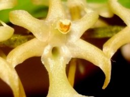 Tridactyle bicaudata flower
