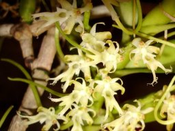 Tridactyle gentilii