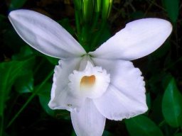 Vanilla roscheri