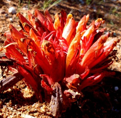 Hyobanche glabrata flowers