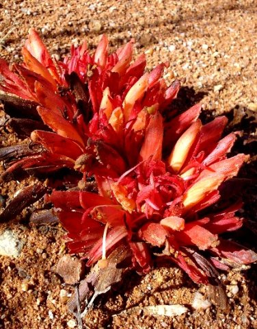 Hyobanche glabrata