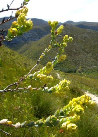 Thesium euphorbioides conducting fynbos music