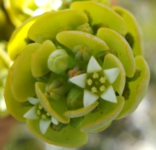 Thesium euphorbioides flowers
