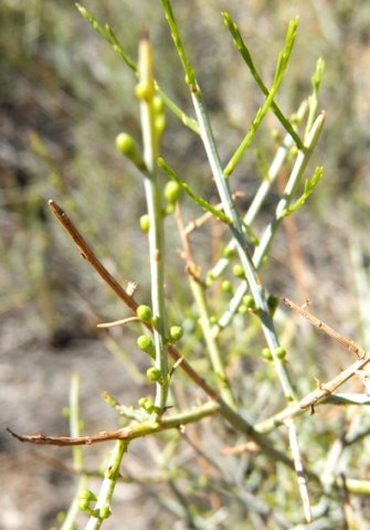 Lacomucinaea lineata, the witstorm budding
