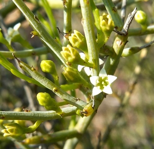 Lacomucinaea lineata flowers