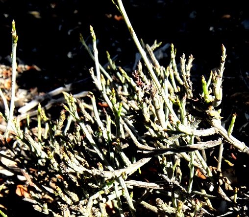 Lacomucinaea lineata stems