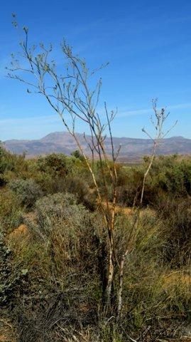 Thesium strictum wispy habit