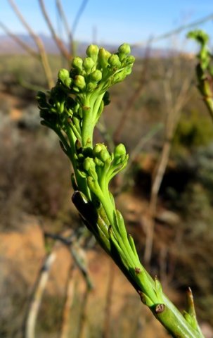 Thesium strictum inflorescence in bud