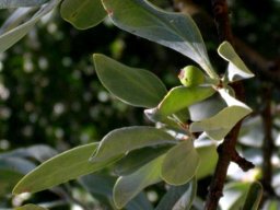 Agelanthus natalitius subsp. zeyheri fruit