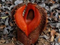 Hydnora africana flower